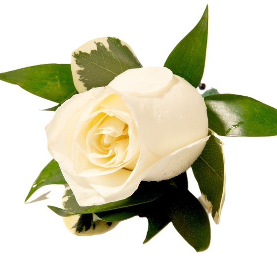 White rose boutonniere with green leaves, classic wedding floral accessory on white background.